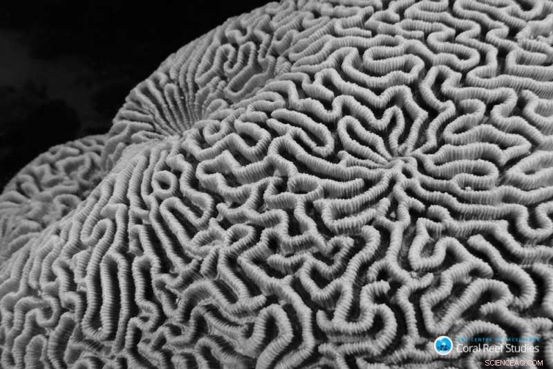 Resilient Corals Show Strong Resistance to Bleaching