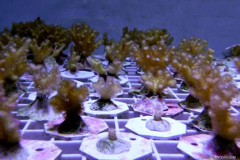 UM Study Uncovers Distinct Immune Genes in Widespread Coral Species