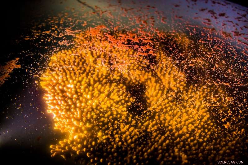 Reef RangerBot Transforms into LarvalBot to Deliver Millions of Coral Larvae