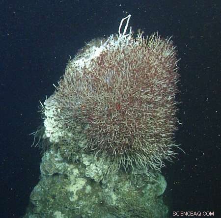 Scientists Chart New Hydrothermal Vents in the Gulf of California