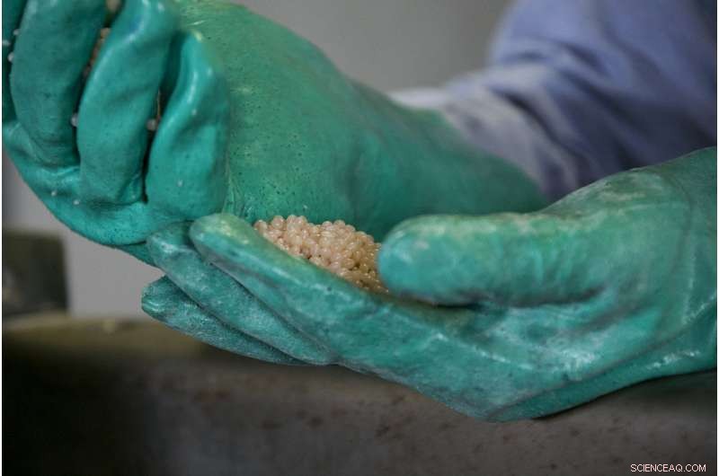 Bioeconomies: Driving Sustainable Growth at the Heart of Local Communities