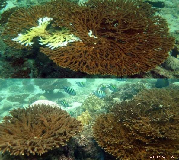 Scientists Uncover Coral Molecules That Enhance Disease Resistance