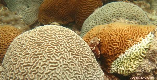 Scientists Uncover Coral Molecules That Enhance Disease Resistance