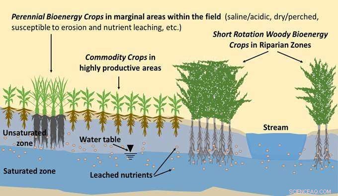 Turning Marginal Farmlands into Profitable, Sustainable Wins for Farmers and Ecosystems