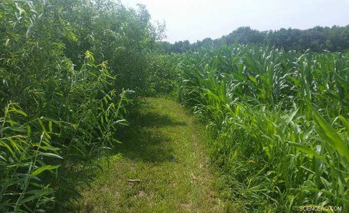 Turning Marginal Farmlands into Profitable, Sustainable Wins for Farmers and Ecosystems