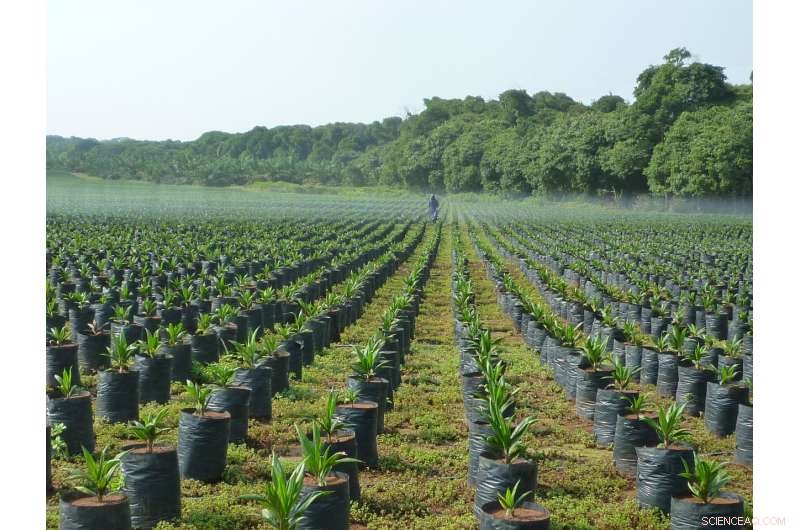 Palm Oil Companies’ Commitments Fall Short, New Report Reveals