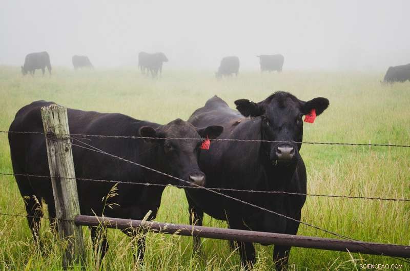 Overcoming Barriers to Sustainable Animal Agriculture in Western Pennsylvania