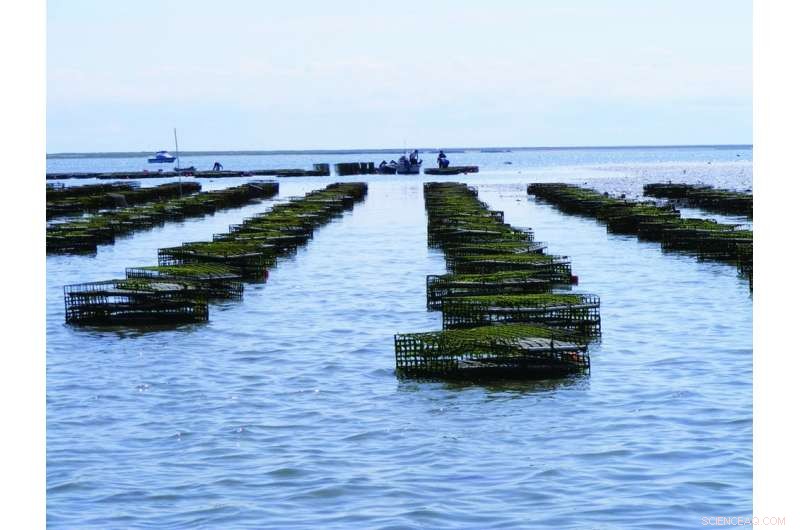 The Threat of Hurricanes and Water Conflicts to the Gulf Coast s Premium Oyster Industry