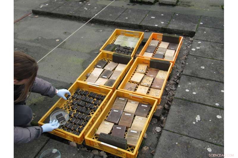 Olive Oil and Fungal Treatments Safeguard Wood Against Rot