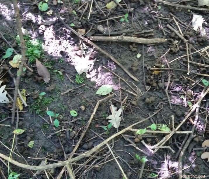 How Invasive Earthworm Feces Are Transforming U.S. Soils