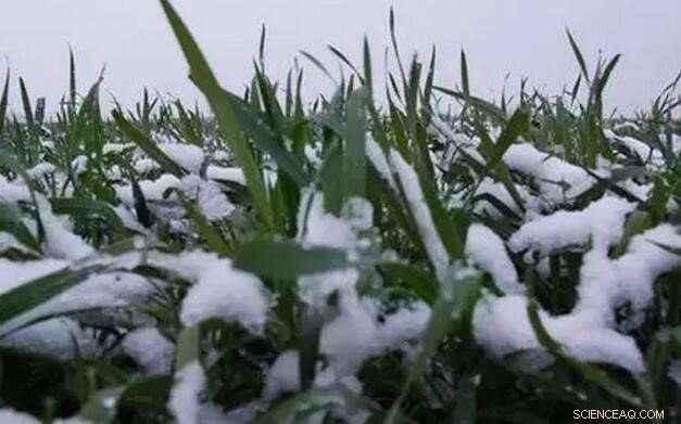 Scientists Warn: Spring Cold Spells Threaten Winter Wheat Yields