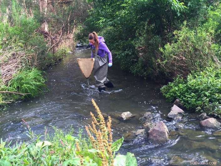 Pharmaceutical Contamination Builds in Stream Insects, Transferring to Aquatic and Terrestrial Predators
