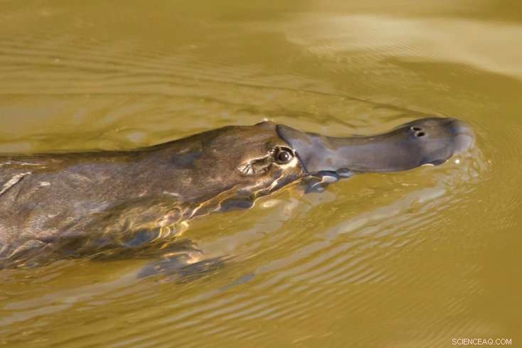 Pharmaceutical Contamination Builds in Stream Insects, Transferring to Aquatic and Terrestrial Predators