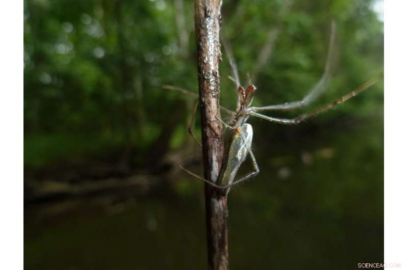Pharmaceutical Contamination Builds in Stream Insects, Transferring to Aquatic and Terrestrial Predators