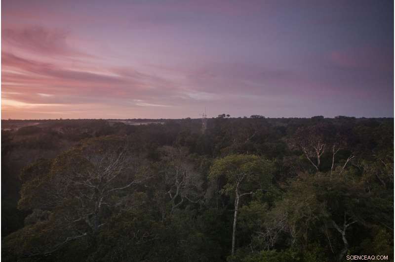 Amazonian Dieback Outweighs Mitigation Efforts, Causing Significant Economic Losses
