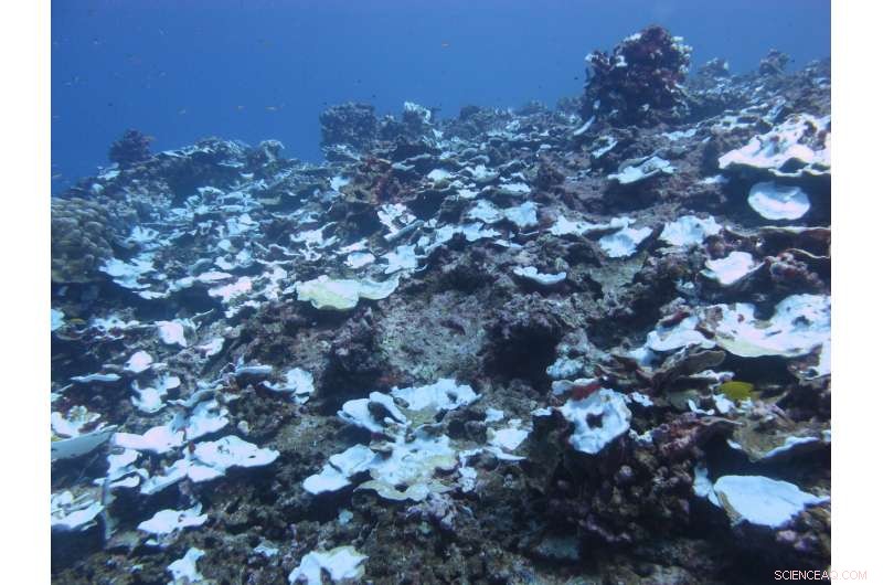 Long-Term Study Reveals Decades of Severe Coral Bleaching on Pacific Reef