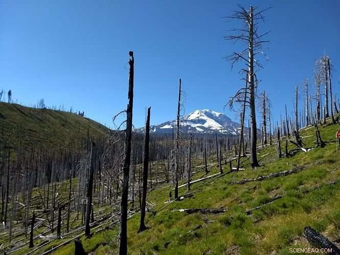 How Climate Change Amplifies Wildfires and Insect Outbreaks in Temperate Forests