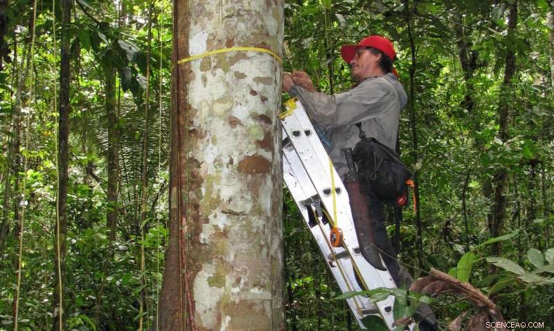 Amazon Rainforests Struggle to Adapt to Climate Change