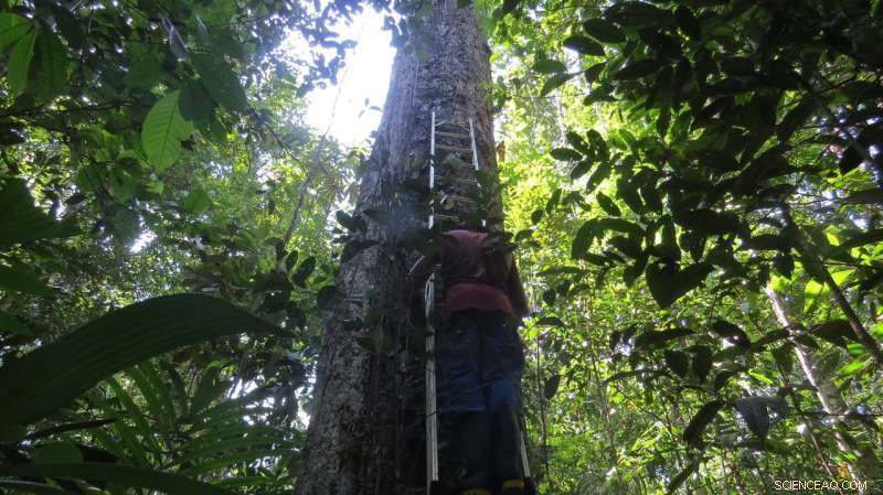 Amazon Rainforests Struggle to Adapt to Climate Change