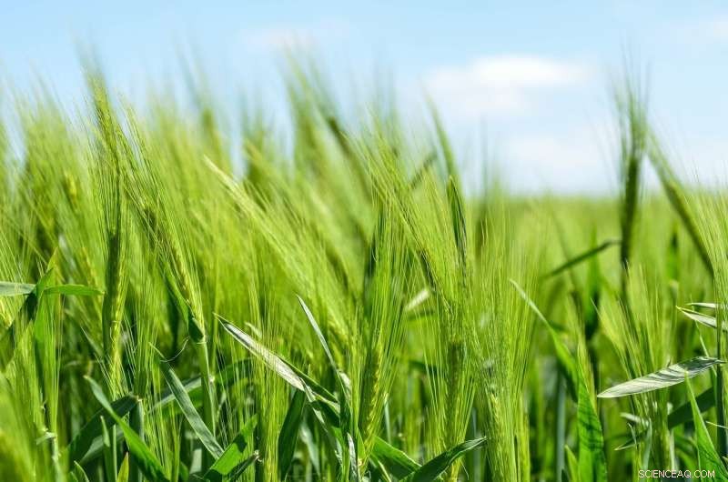 Regulating Large-Scale Land Acquisition in Africa to Protect Farmers  Food Production