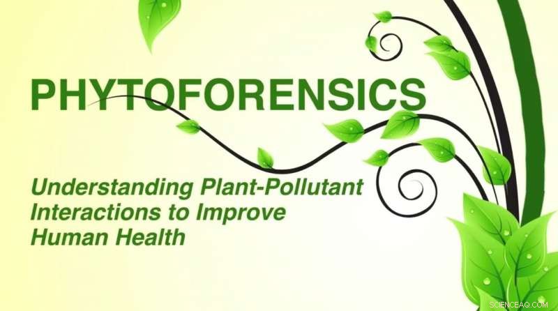 Missouri S&T Professor Uses Plants as Bio‑Sentinels to Detect Indoor Pollution