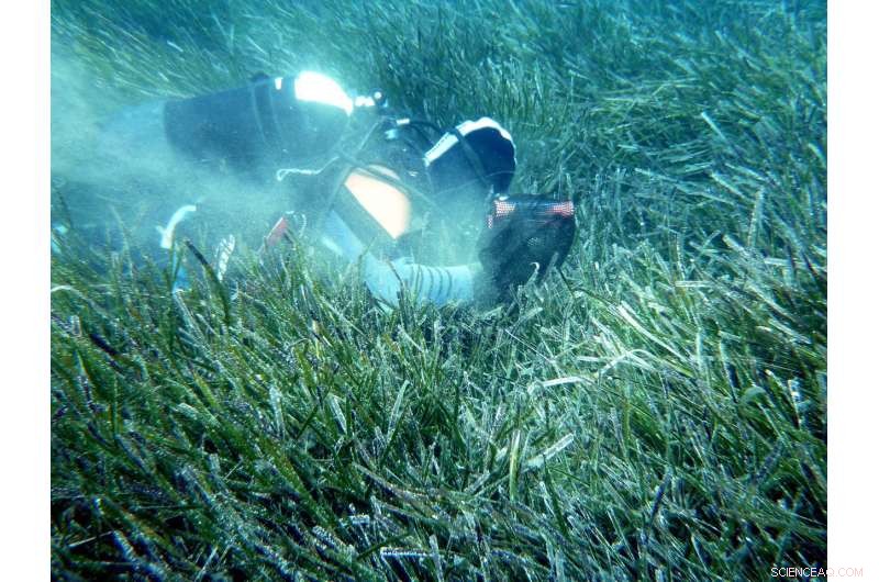 Rising CO₂ Levels Threaten Coastal Beaches and Dunes