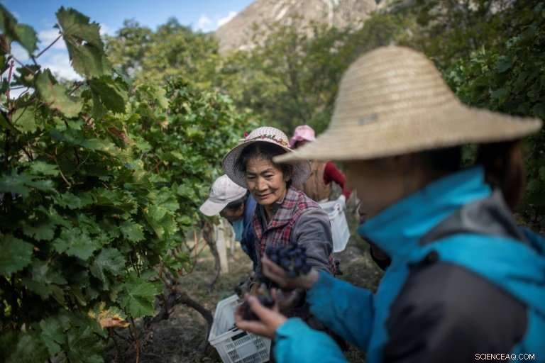 A Himalayan Vineyard: Premium Wine From China s Alpine Frontiers