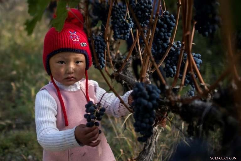A Himalayan Vineyard: Premium Wine From China s Alpine Frontiers