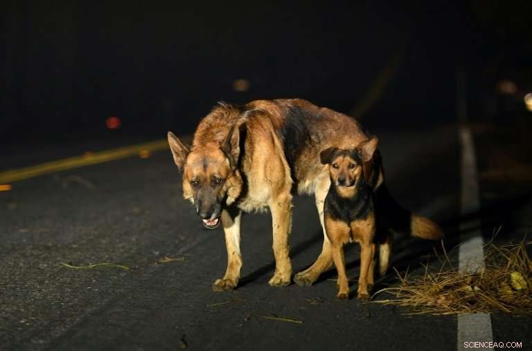 California’s Paradise: A Ghost Town Born from the Great Fires