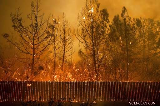 Scientists Reveal Wind and Drought, Not Management Failures, Drive California Wildfires