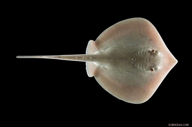 Deepwater Horizon Oil Spill Drastically Impairs Stingray Sensory Functions