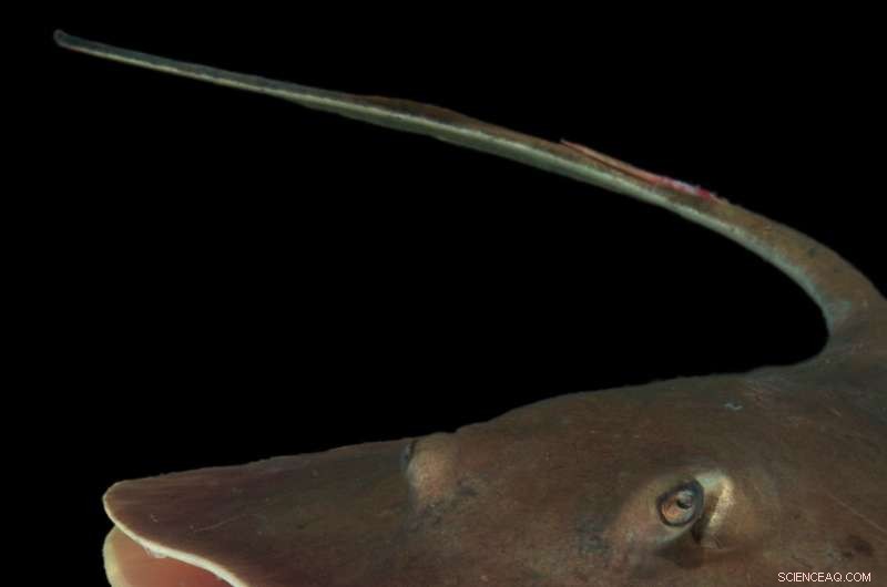 Deepwater Horizon Oil Spill Drastically Impairs Stingray Sensory Functions