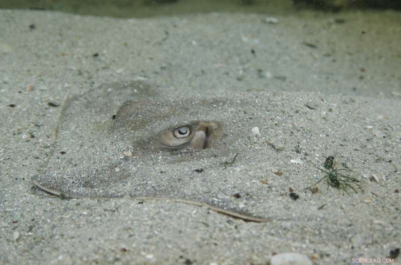 Deepwater Horizon Oil Spill Drastically Impairs Stingray Sensory Functions