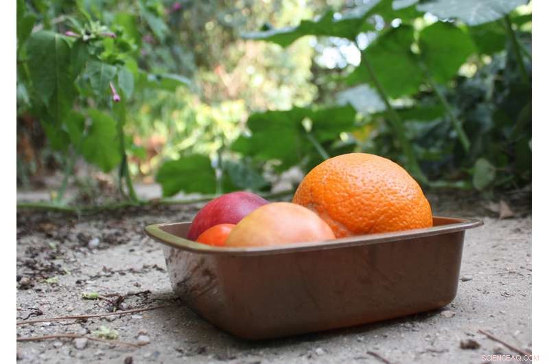 Scientists Develop Spoilage‑Tracking Labels to Reduce Food Waste