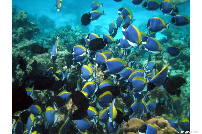 Could Climate Change Trigger Oceanic Mass Extinctions, Just Like Past Volcanic Eruptions?