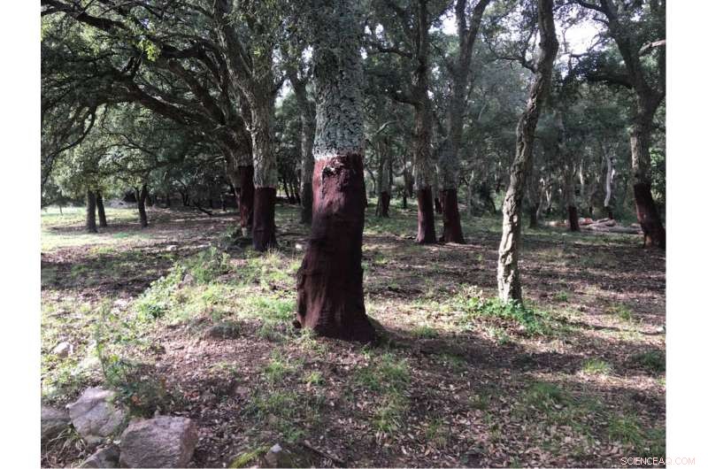 California Fires: The Bitter Cost of Escalating Wildfires