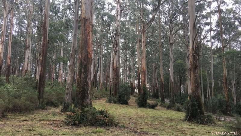 California Fires: The Bitter Cost of Escalating Wildfires