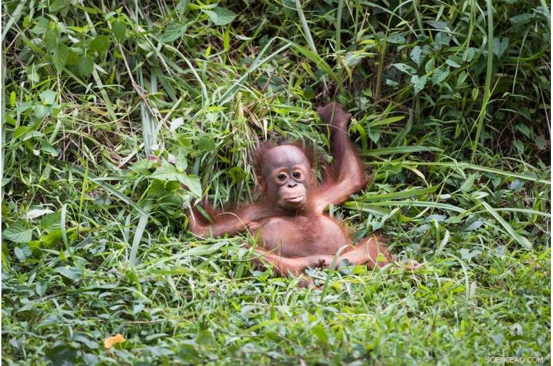 Boycotting Palm Oil May Spur Deforestation – Sustainable Alternatives Protect Our Planet