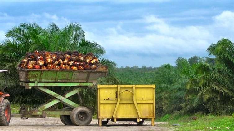 Boycotting Palm Oil May Spur Deforestation – Sustainable Alternatives Protect Our Planet