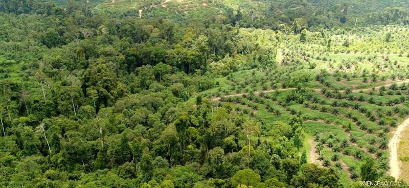 Boycotting Palm Oil May Spur Deforestation – Sustainable Alternatives Protect Our Planet