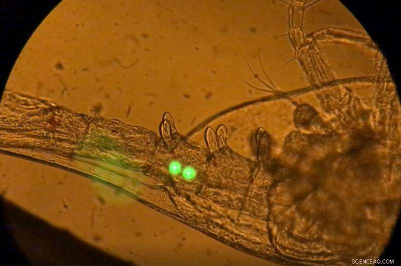 Advancing Microplastic Research: Impact on Zooplankton and Environmental Health