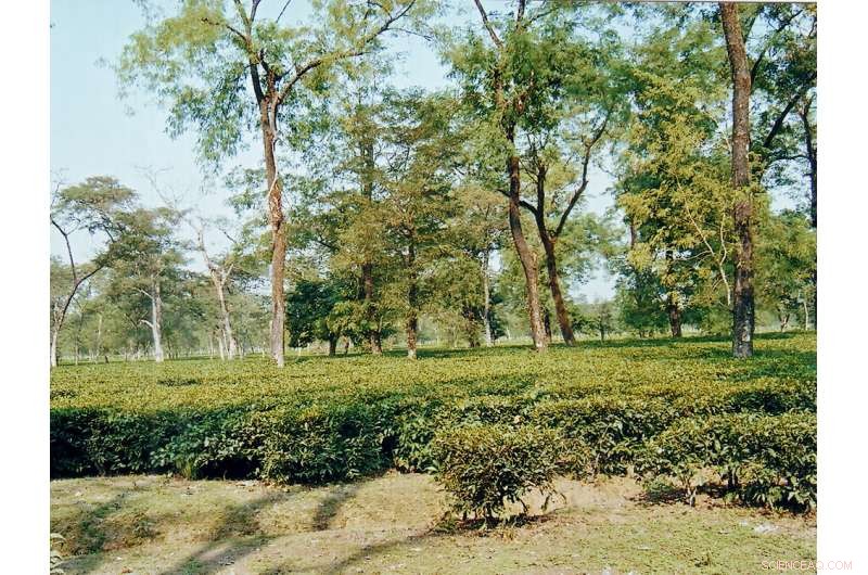 Soil History: A Solution to Soluble Phosphorus Management