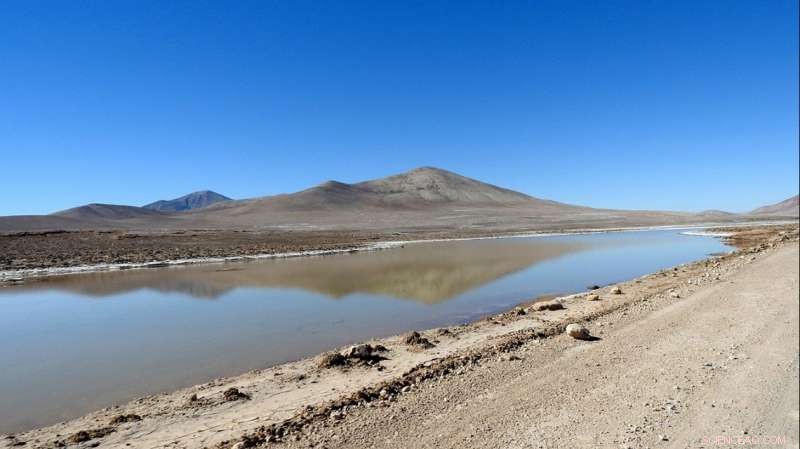 Rain in the Atacama Desert Turns Life into Death