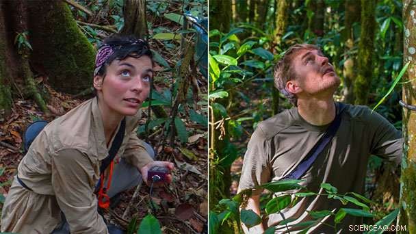 Andean Tropical Trees Shift to Higher Elevations, Facing Mounting Extinction Risk