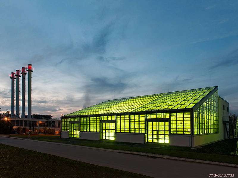 Harnessing Algae to Sustainably Lower Atmospheric CO₂ Levels