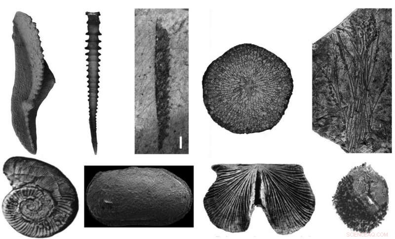 China’s Devonian: A Unified Stratigraphic and Chronological Framework