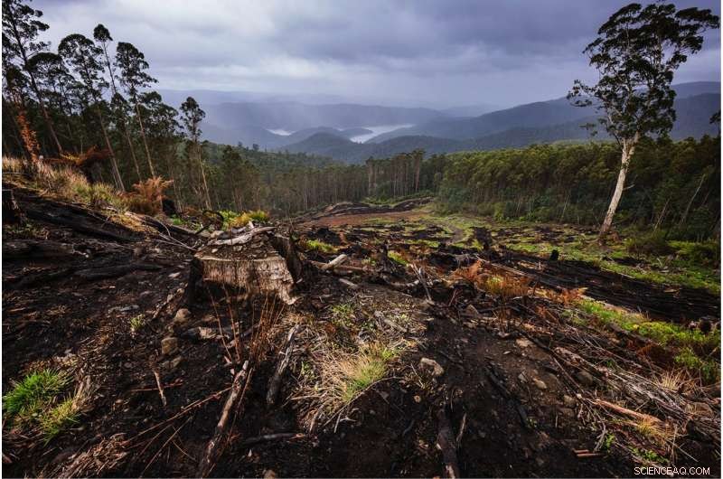 Urgent Call to Cease Logging in Melbourne’s Largest Water Catchment