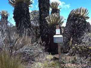 Rapid Warming of a Rare Andean Ecosystem Matches Arctic Pace