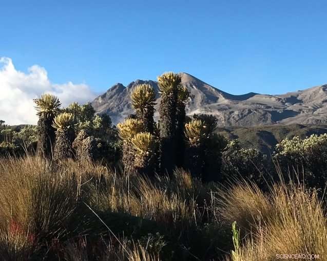 Rapid Warming of a Rare Andean Ecosystem Matches Arctic Pace
