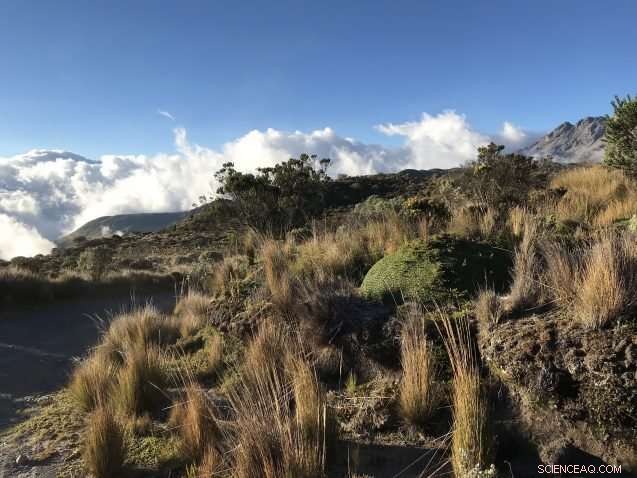 Rapid Warming of a Rare Andean Ecosystem Matches Arctic Pace